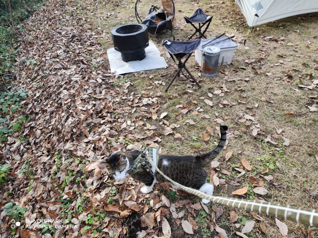 レインボーバレーキャンプ場　秋　キャンプ　猫